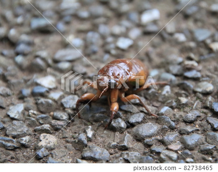 Cicada larvae crawling on the road 82738465