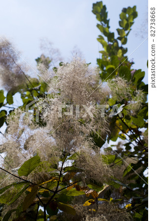 The smoke tree has ears. The scientific name is Cotinus coggygria. The smoke tree has ears. The scientific name is Cotinus coggygria. 82738668