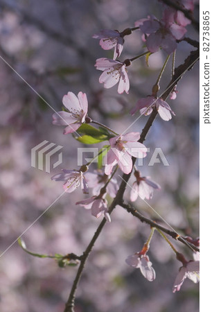 Close-up of weeping cherry blossoms 82738865