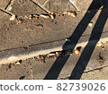 Shadow of long legs 82739026