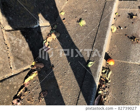 Shadow of long legs Shadow of long legs 82739027