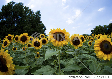 向日葵花田裡盛開著向日葵花。向日葵品種的名稱是文森特橙。兩次 向日葵花田裡盛開著向日葵花。向日葵品種的名稱是文森特橙。兩次 82739091