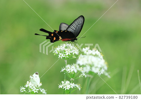 Garlic chives and Chinese windmill Garlic chives and Chinese windmill 82739180