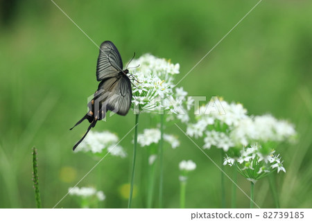 Garlic chives and Chinese windmill Garlic chives and Chinese windmill 82739185