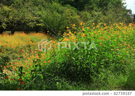 Wild Kibana Cosmos Wild Kibana Cosmos 82739187