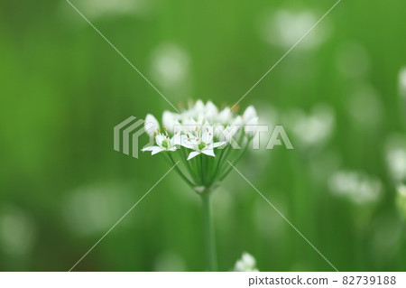 Nira Flower Nira Flower 82739188