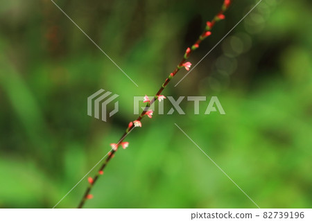 Small flowers of Mizuhiki 82739196