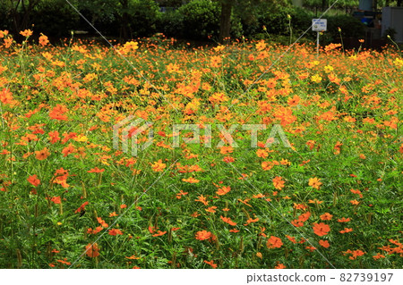 一群kivanakosmos 82739197