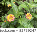 Lantana flowers 82739247