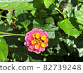 Lantana flowers 82739248