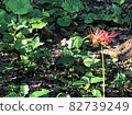 Cluster amaryllis 82739249