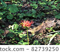 Cluster amaryllis 82739250