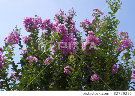 The crape myrtle tree is in bloom with pink flowers. The crape myrtle tree is in bloom with pink flowers. 82739255