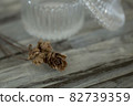 Dried flowers and accessory case 82739359