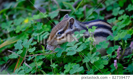 Pretty squirrel Pretty squirrel 82739477