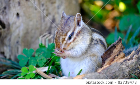 Pretty squirrel Pretty squirrel 82739478