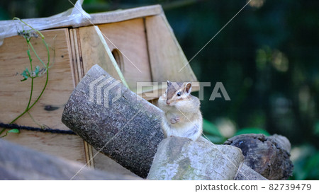 Pretty squirrel Pretty squirrel 82739479