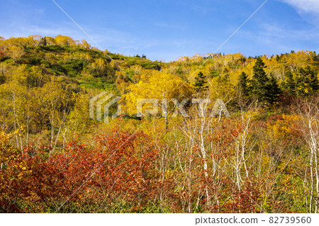 Tsugaike Plateau 82739560