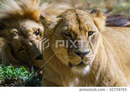 Pair of adult Congolese lion (Panthera leo bleyenberghi) Pair of adult Congolese lion (Panthera leo bleyenberghi) 82739765