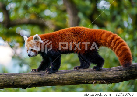 Red panda (Ailurus fulgens) on the tree. Cute panda bear in forest habitat. Red panda (Ailurus fulgens) on the tree. Cute panda bear in forest habitat. 82739766