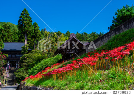 A cluster amaryllis blooming at the top temple of Jionji Temple, a national historic site in Sagae City, Yamagata Prefecture A cluster amaryllis blooming at the top temple of Jionji Temple, a national historic site in Sagae City, Yamagata Prefecture 82739923