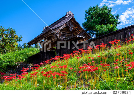 A cluster amaryllis blooming at the top temple of Jionji Temple, a national historic site in Sagae City, Yamagata Prefecture A cluster amaryllis blooming at the top temple of Jionji Temple, a national historic site in Sagae City, Yamagata Prefecture 82739924