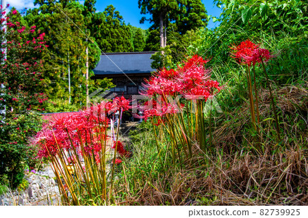 Higanbana blooming on the approach to Jionji Temple, a national historic site in Sagae City, Yamagata Prefecture Higanbana blooming on the approach to Jionji Temple, a national historic site in Sagae City, Yamagata Prefecture 82739925