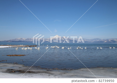 稻代湖的天鵝（福島縣，湖南町，青松市） 82739950