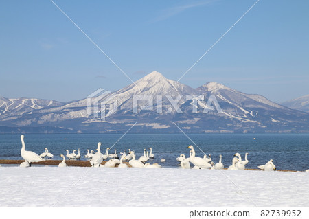 Swan of Lake Inawashiro (Fukushima Prefecture, Konan Town, Aomatsuhama) Swan of Lake Inawashiro (Fukushima Prefecture, Konan Town, Aomatsuhama) 82739952