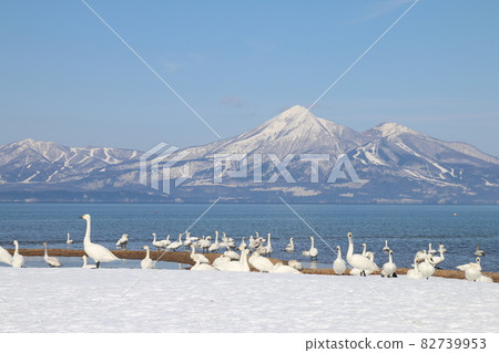 稻代湖的天鵝（福島縣，湖南町，青松市） 82739953