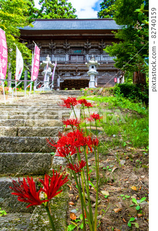 Higanbana blooming on the approach to Jionji Temple, a national historic site in Sagae City, Yamagata Prefecture 82740159