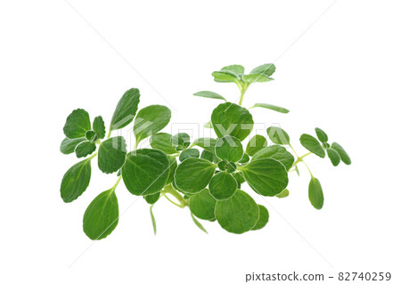 芳香的肉質草本 Aromaticus 82740259