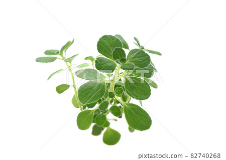 Fragrant fleshy herbs Aromaticus Fragrant fleshy herbs Aromaticus 82740268