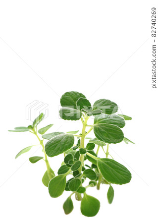 Fragrant fleshy herbs Aromaticus Fragrant fleshy herbs Aromaticus 82740269
