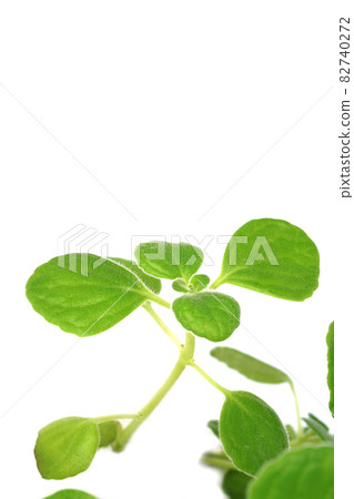 Fragrant fleshy herbs Aromaticus Fragrant fleshy herbs Aromaticus 82740272
