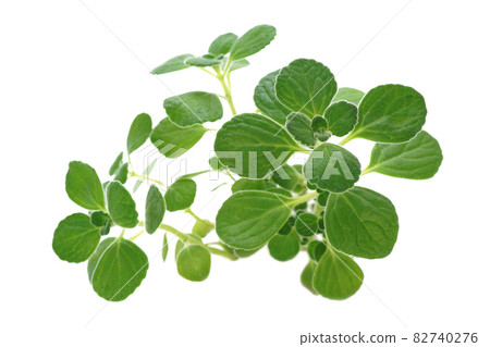Fragrant fleshy herbs Aromaticus Fragrant fleshy herbs Aromaticus 82740276