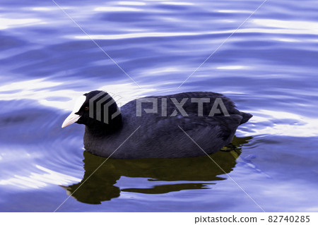 Eurasian Coot swimming in Bedfont Lakes Country Park, London, United Kingdom Eurasian Coot swimming in Bedfont Lakes Country Park, London, United Kingdom 82740285