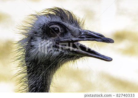 Wild female common ostrich (Struthio camelus) 82740333