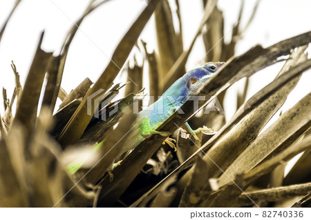 Cuban male lizard Allison's Anole (Anolis allisoni), also known as the blue-headed anole Cuban male lizard Allison's Anole (Anolis allisoni), also known as the blue-headed anole 82740336