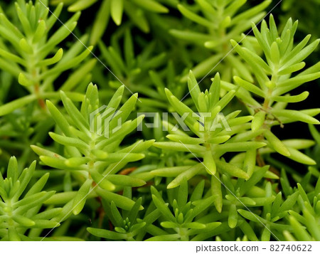 Bartramia pomiformes growing on a shaded stone wall Bartramia pomiformes growing on a shaded stone wall 82740622