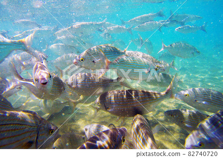 Wild Salema / Sarpa salpa in ocean - Canary Island Wild Salema / Sarpa salpa in ocean - Canary Island 82740720