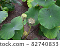 Lotus leaves and groom 82740833