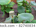 Lotus leaves and groom 82740834