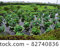 Lotus flower 82740836