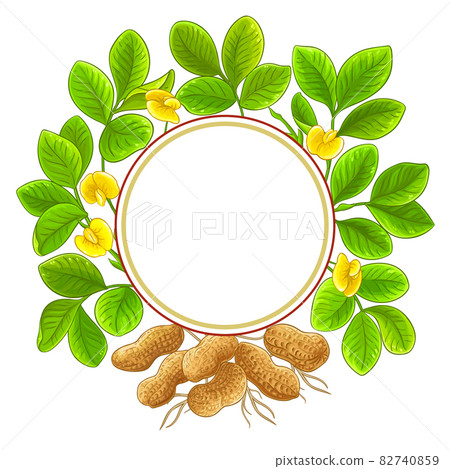 peanut circle vector frame on white background peanut circle vector frame on white background 82740859