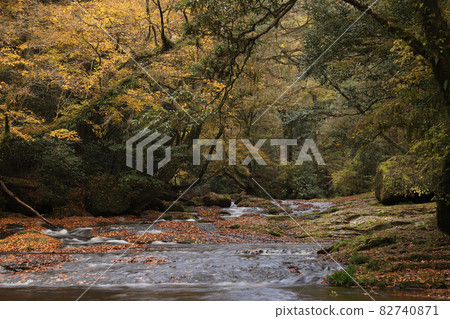 Autumn leaves of the Kikuchi Valley 82740871