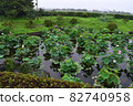 Lotus flower 82740958