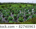 Lotus flower 82740963