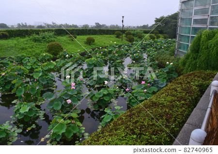 Lotus flower Lotus flower 82740965