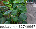 Lotus leaves and groom 82740967